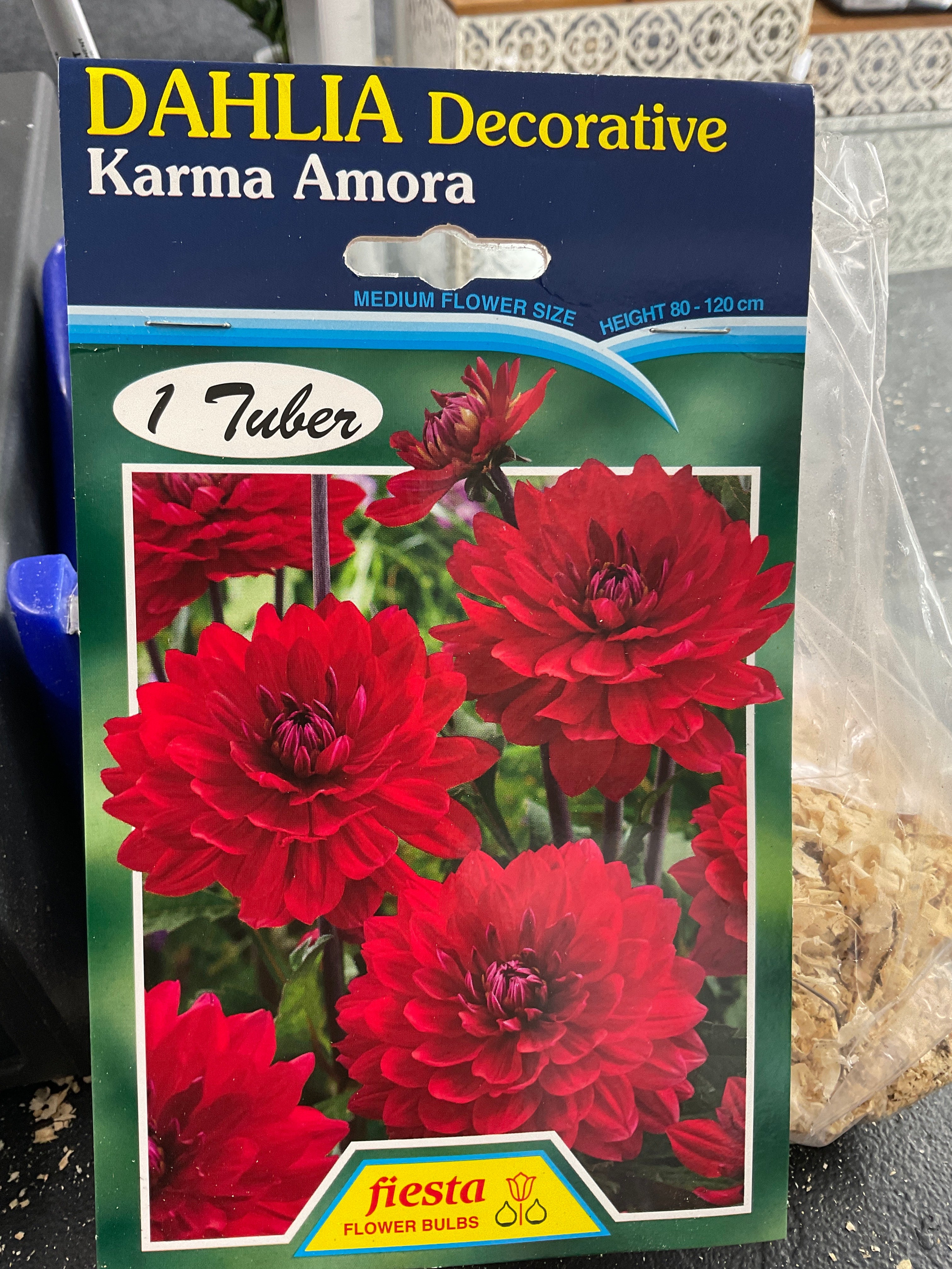 Dahlia Tuber - Karama Amora