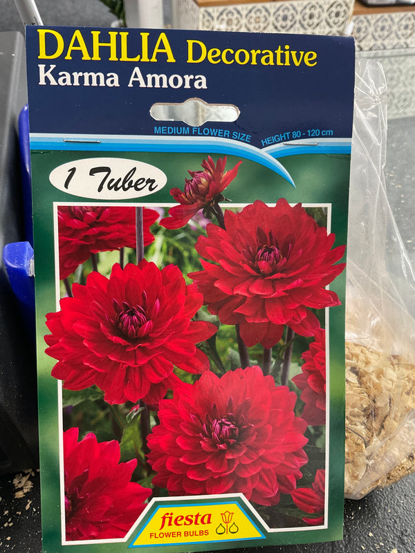Dahlia Tuber - Karama Amora