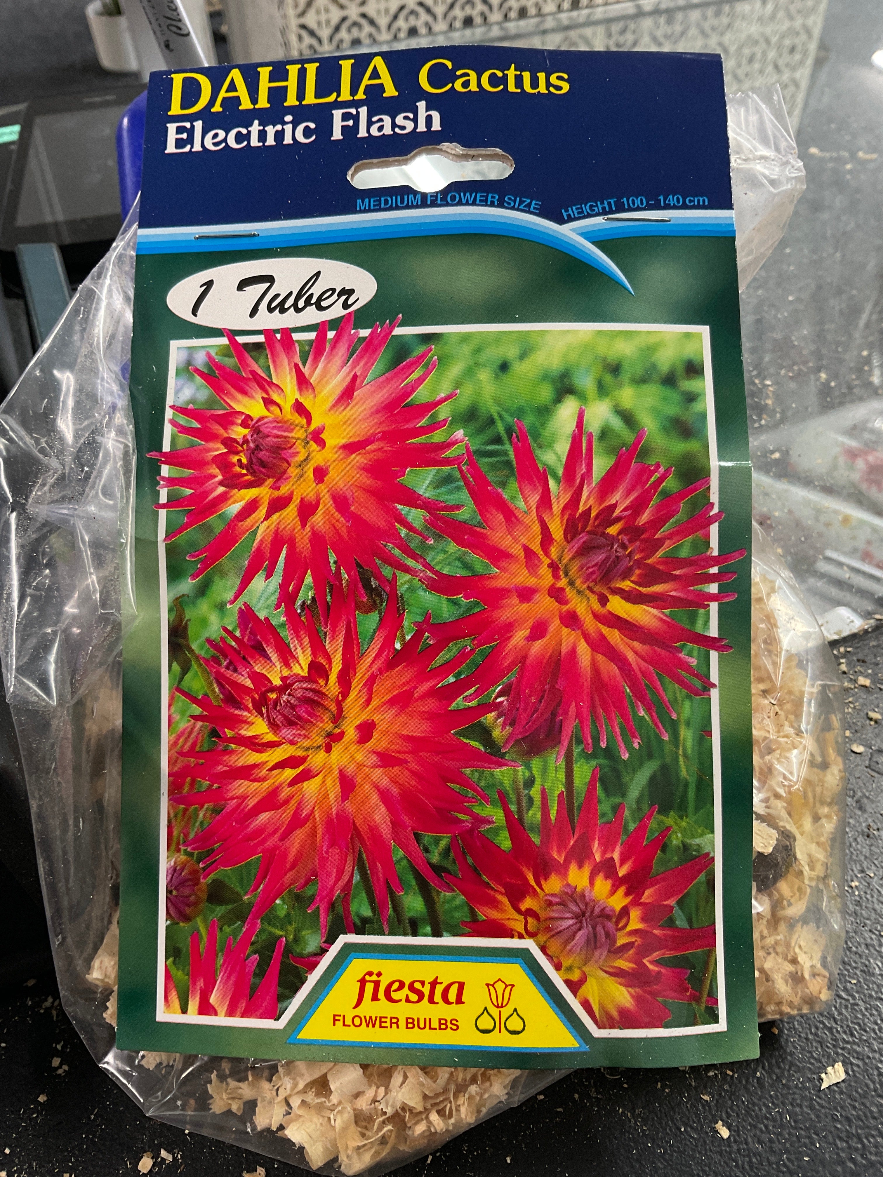 Dahlia Tuber - Electric Flash