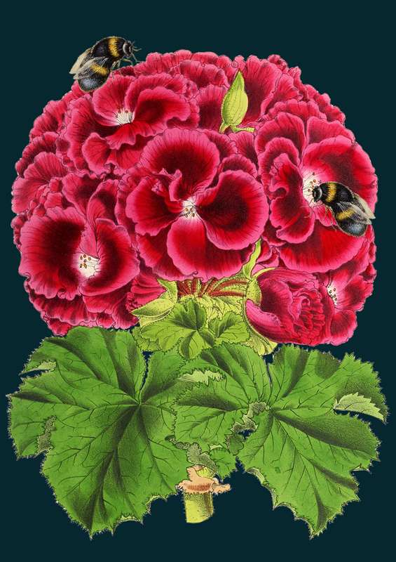 Card - Pelargonium