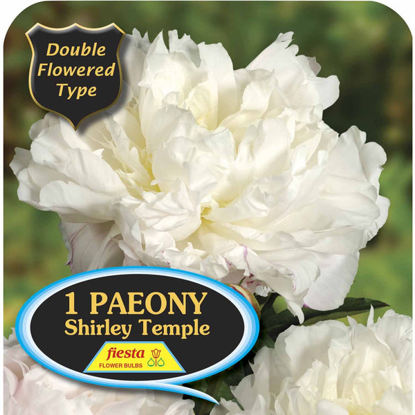 Peony Tuber - Shirley Temple