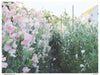 Book - Sweet Pea School