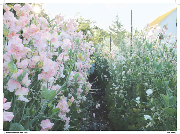Book - Sweet Pea School