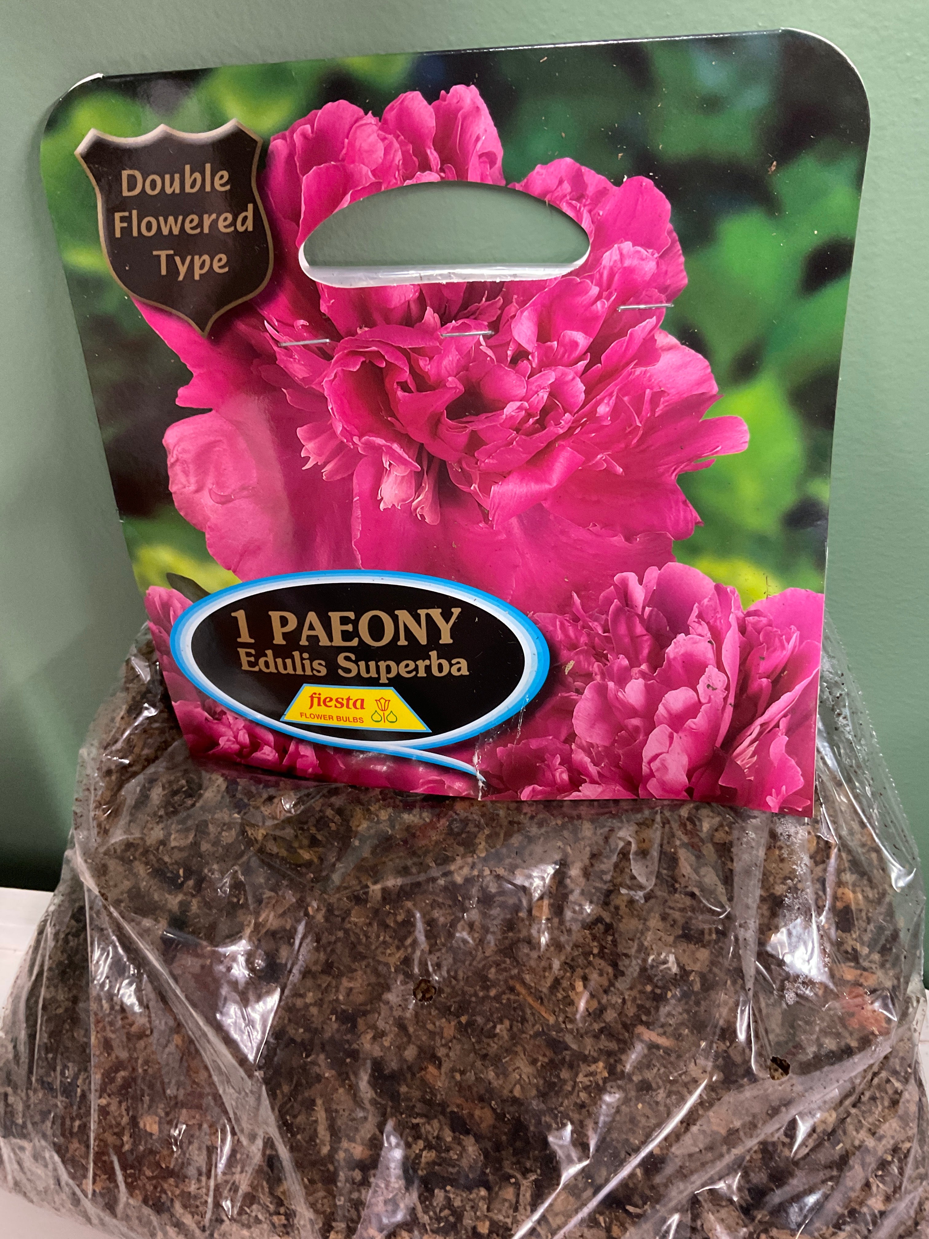Peony Tuber - Edulis Superba