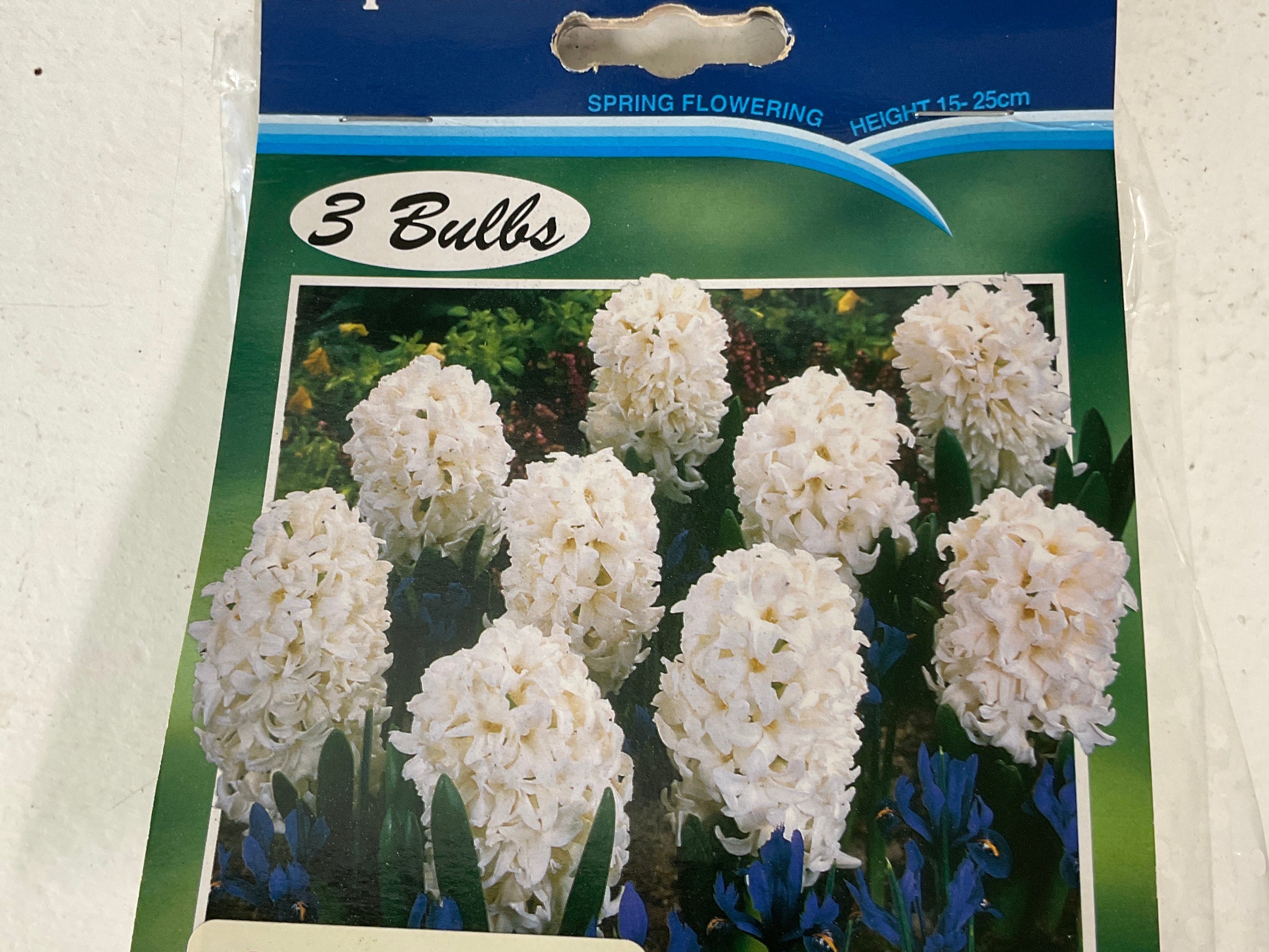 Bulb - HYACINTH - Top White PK3