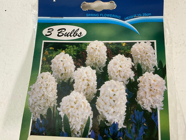 Bulb - HYACINTH - Top White PK3
