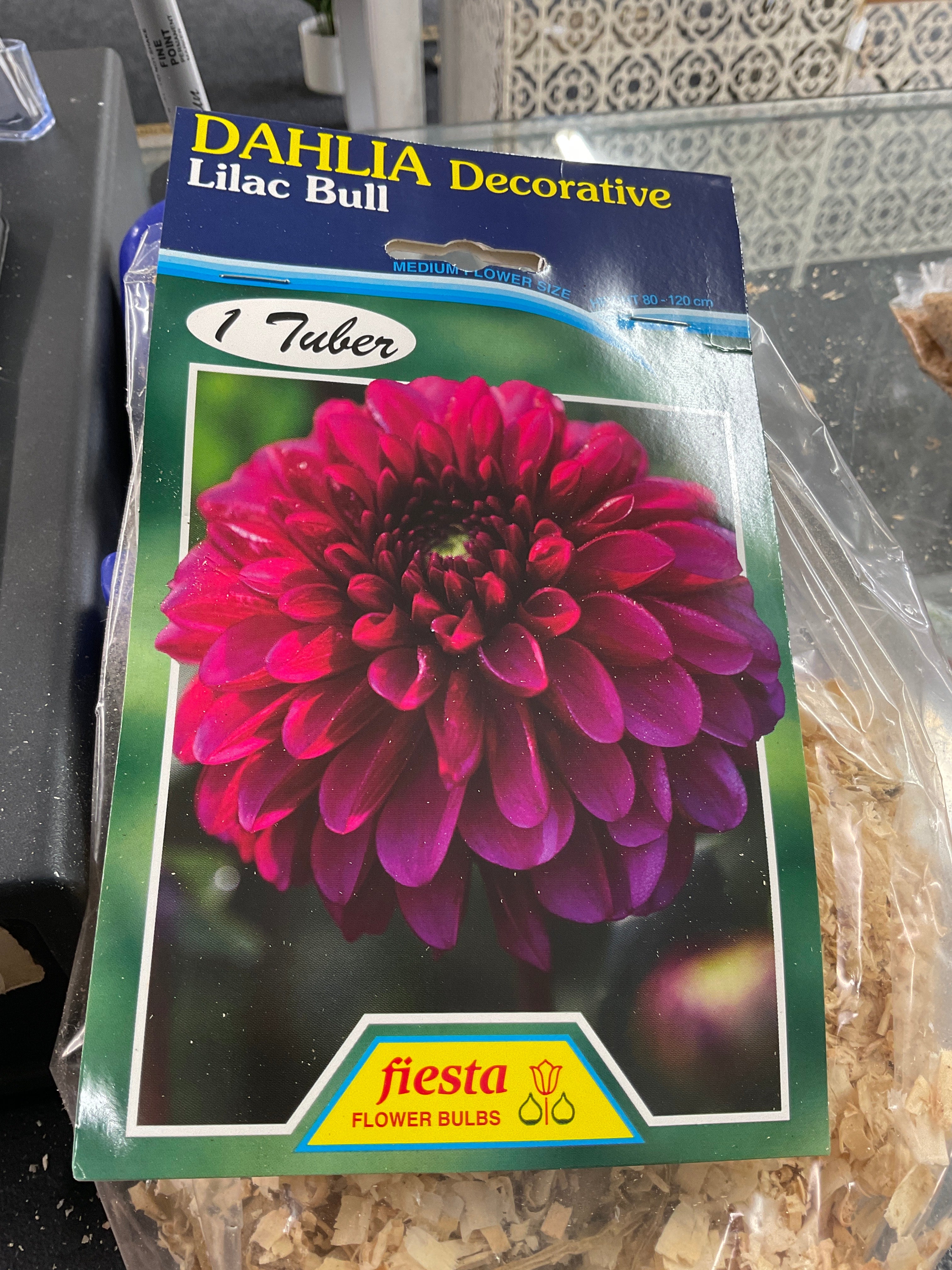Dahlia Tuber - Lilac Bull