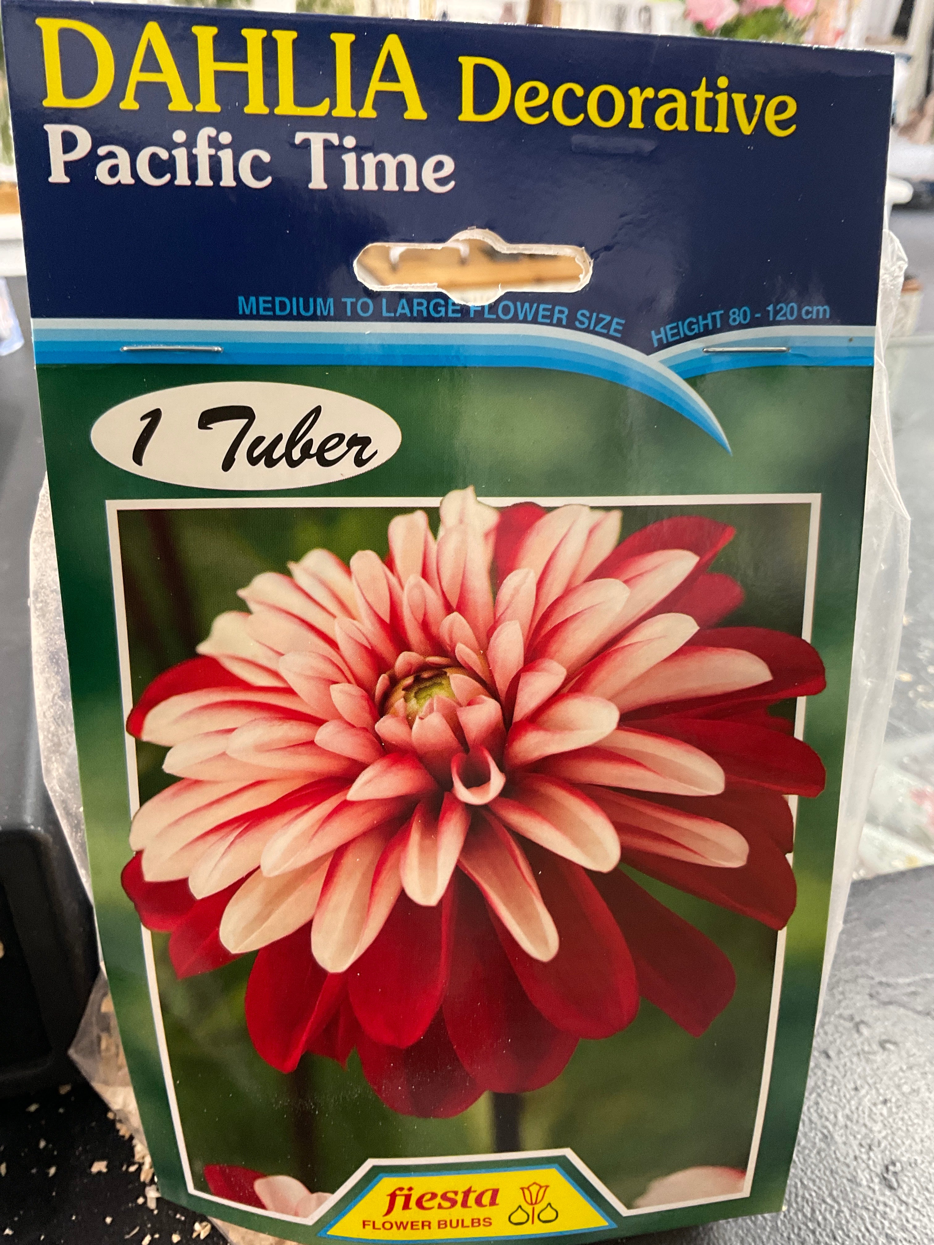 Dahlia Tuber - Pacific Time