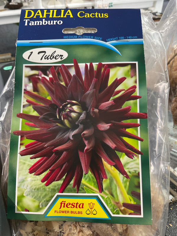 Dahlia Tuber - Tamburo