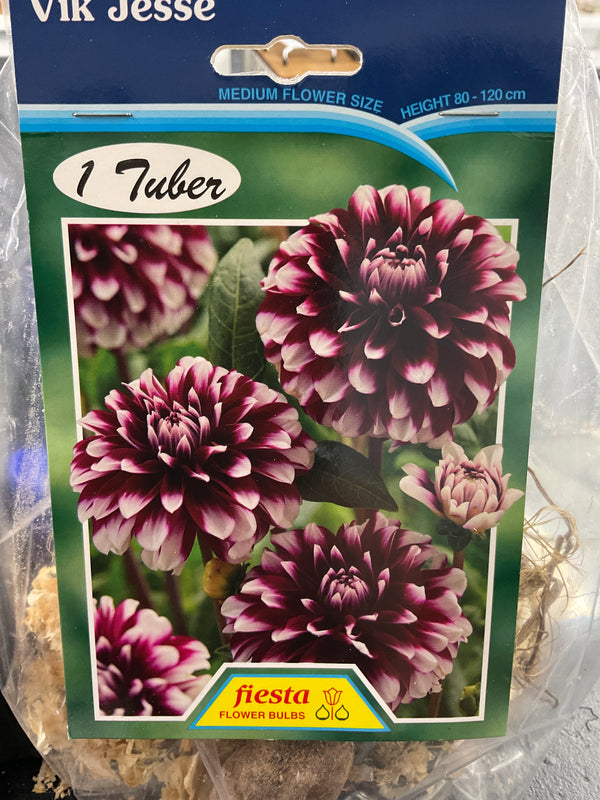 Dahlia Tuber - Vik Jesse