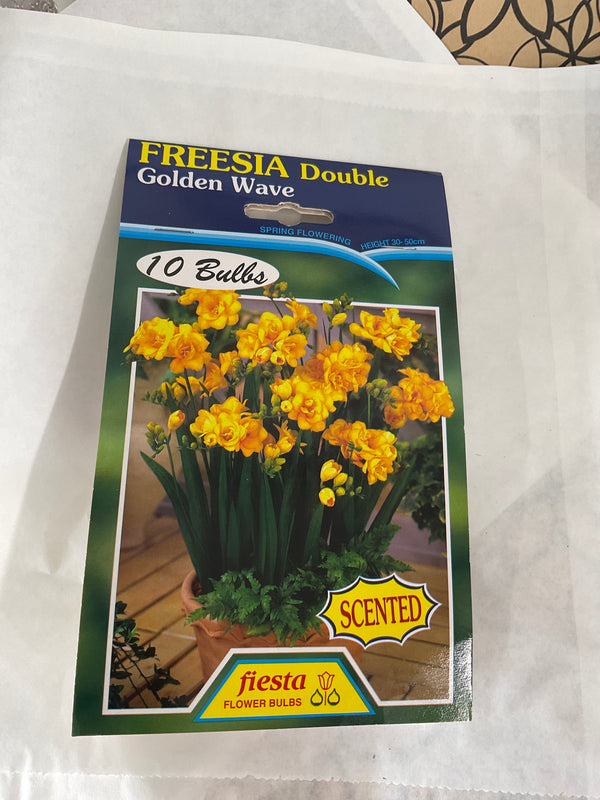 Bulb - FREESIA - Golden Wave