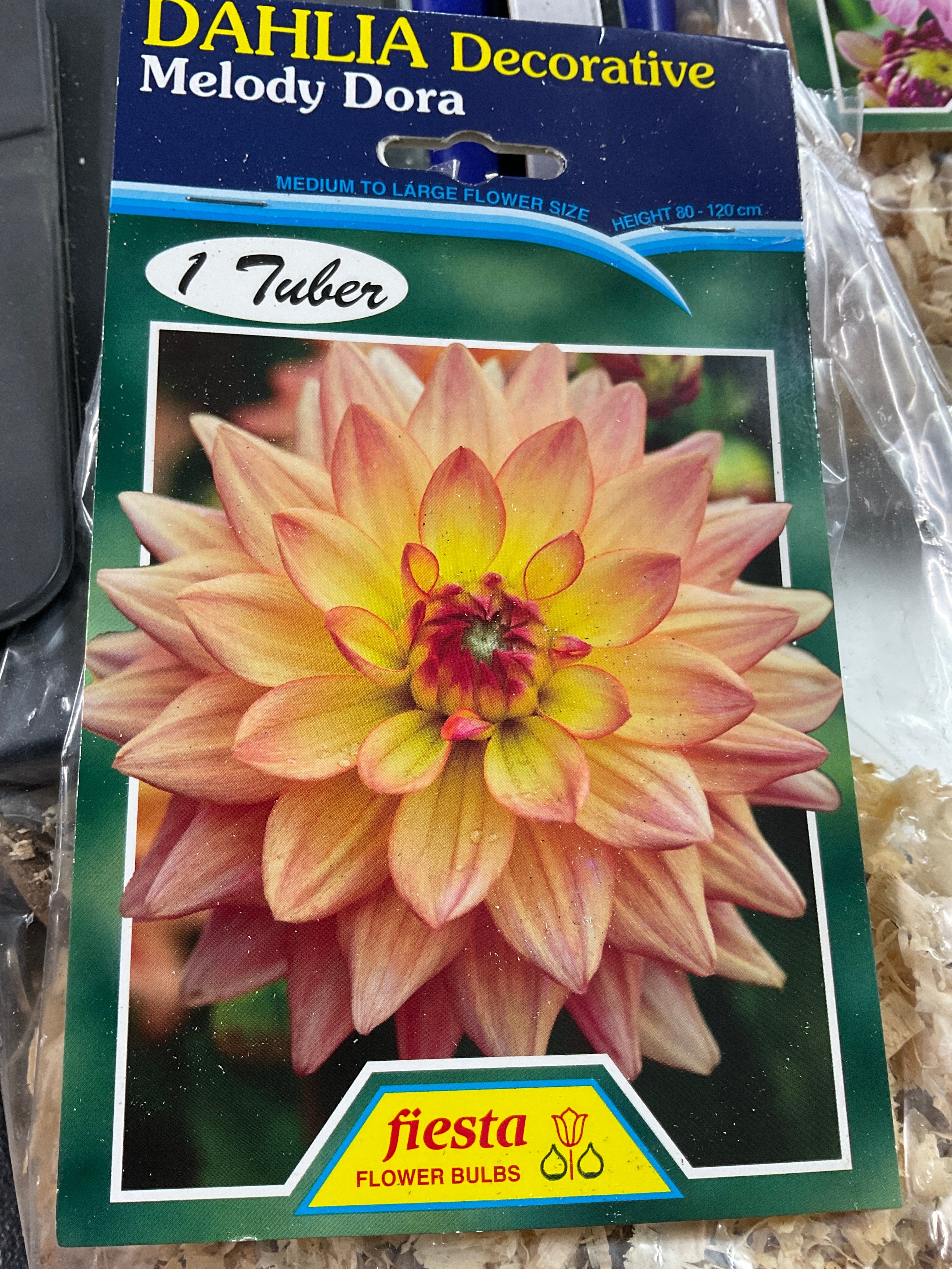 Dahlia Tuber - Melody Dora