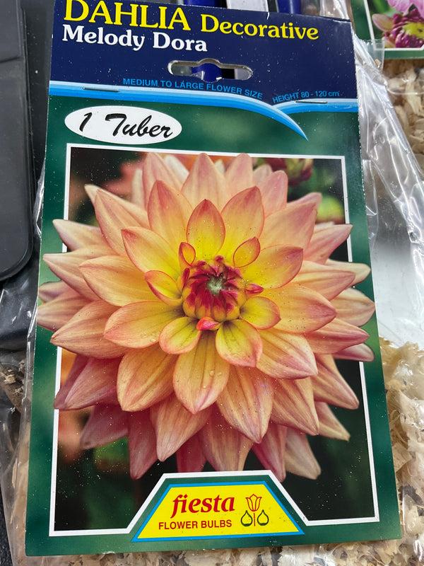 Dahlia Tuber - Melody Dora