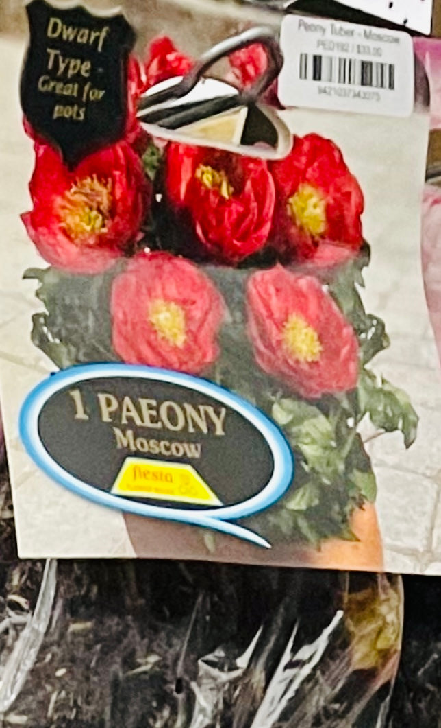 Peony Tuber - Moscow