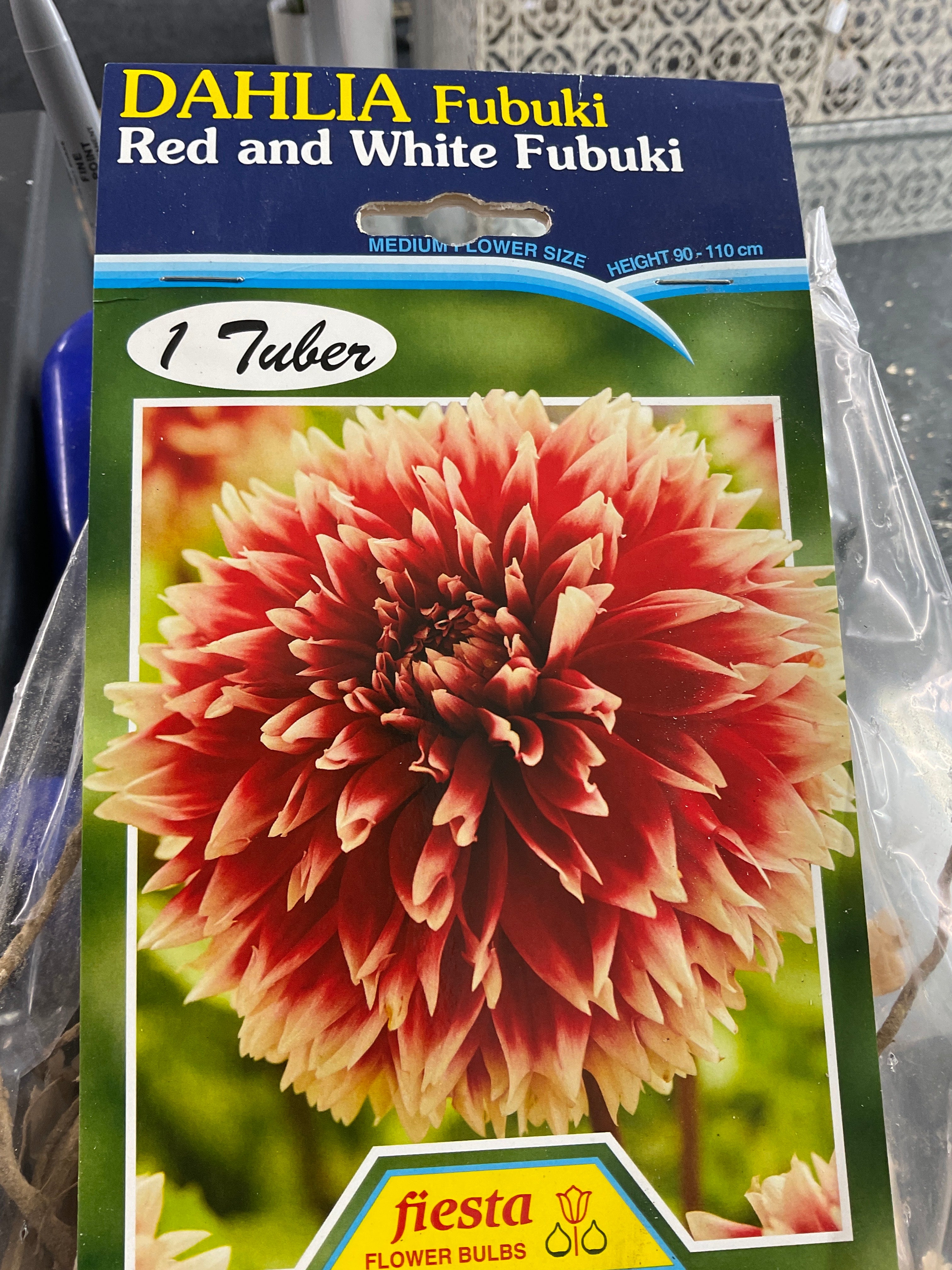 Dahlia Tuber - Red and White Fubuki