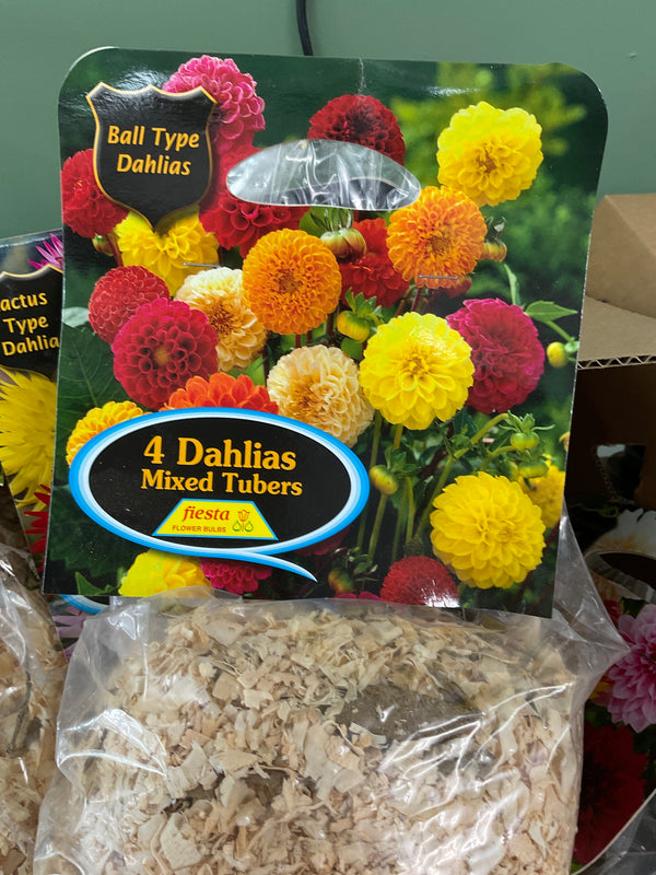 Dahlia Tuber - Ball Mixed 4Pk