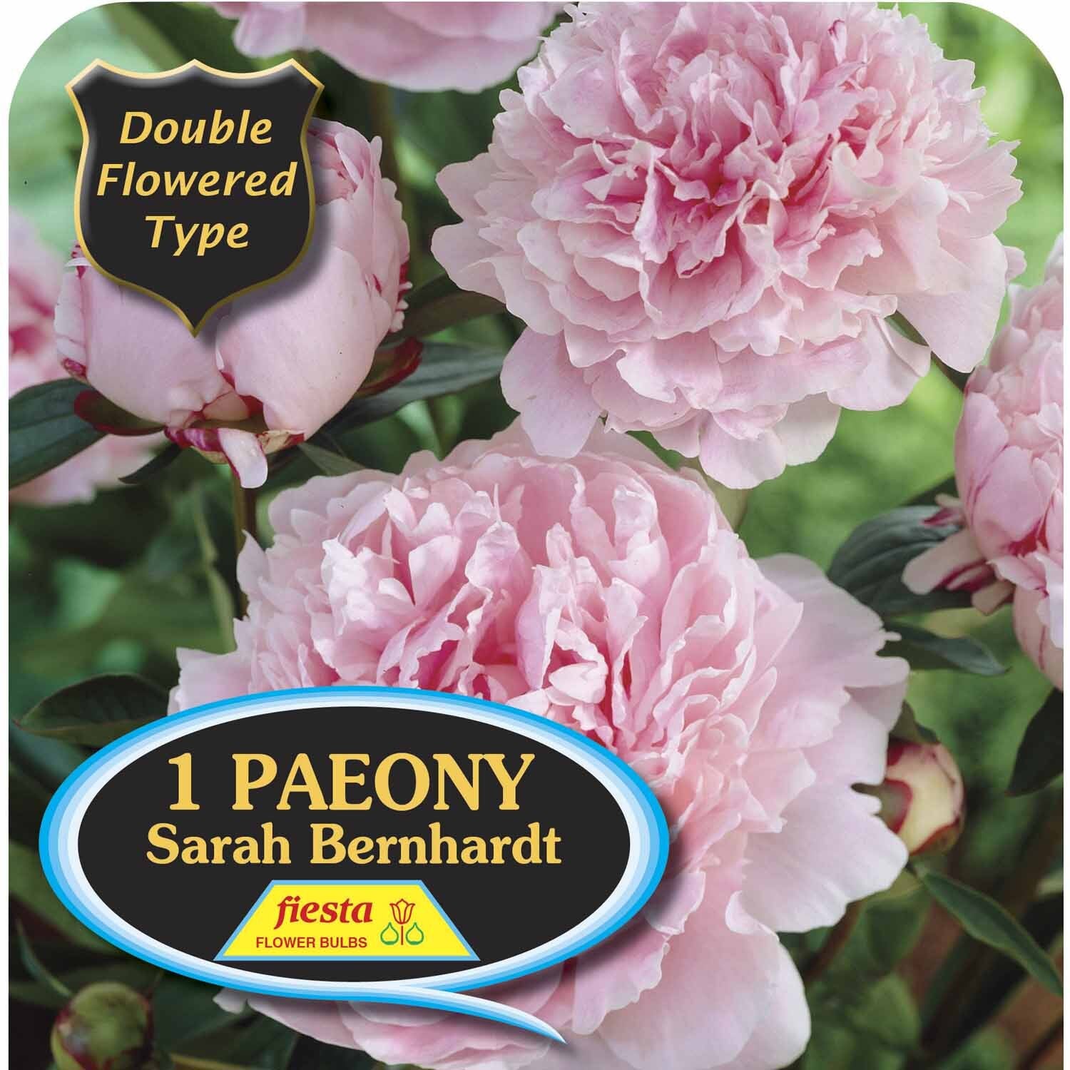 Peony Tuber - Sarah Bernhardt