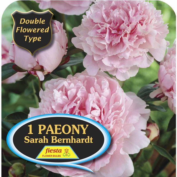 Peony Tuber - Sarah Bernhardt
