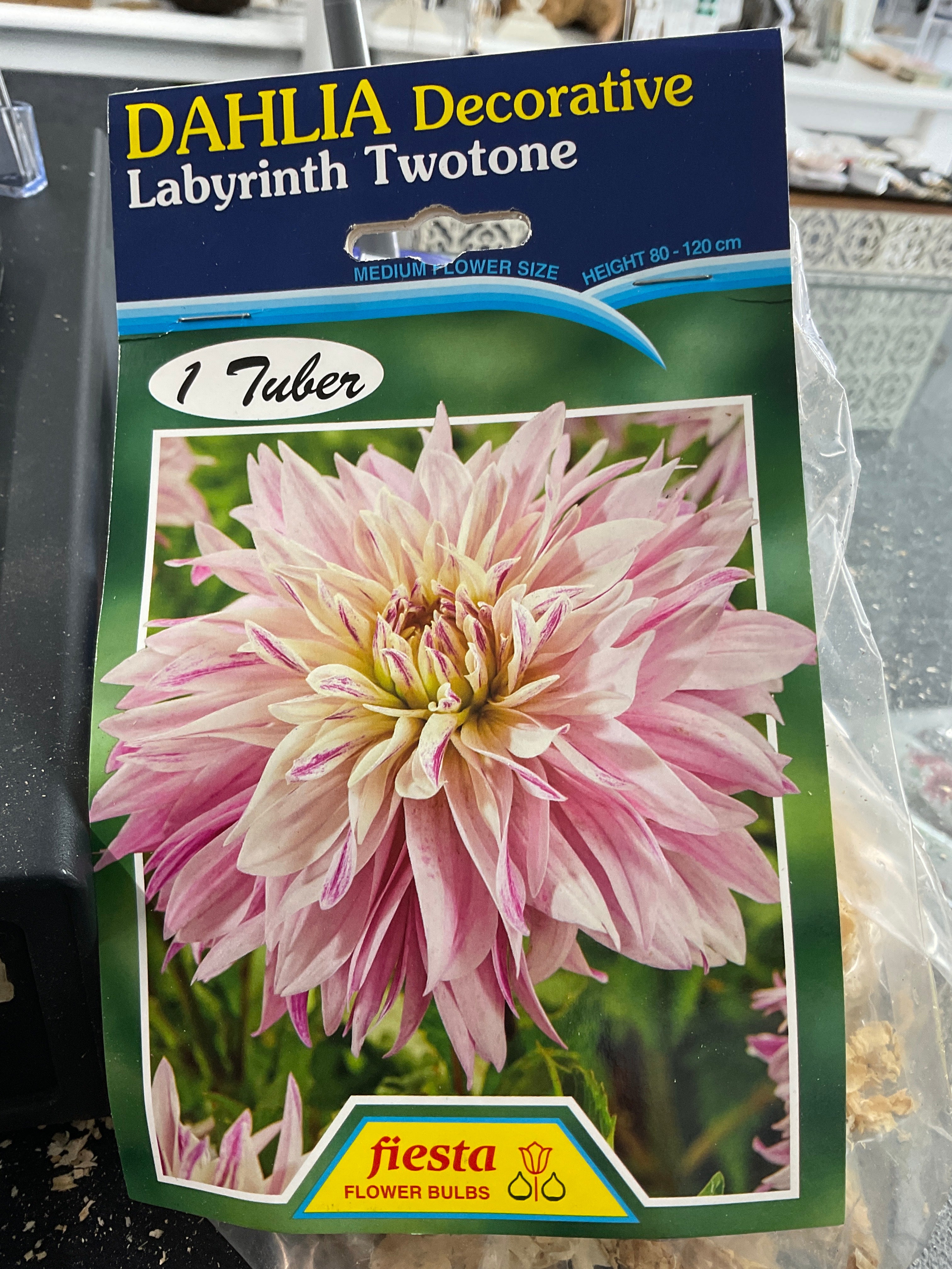 Dahlia Tuber - Labyrinth Twotone
