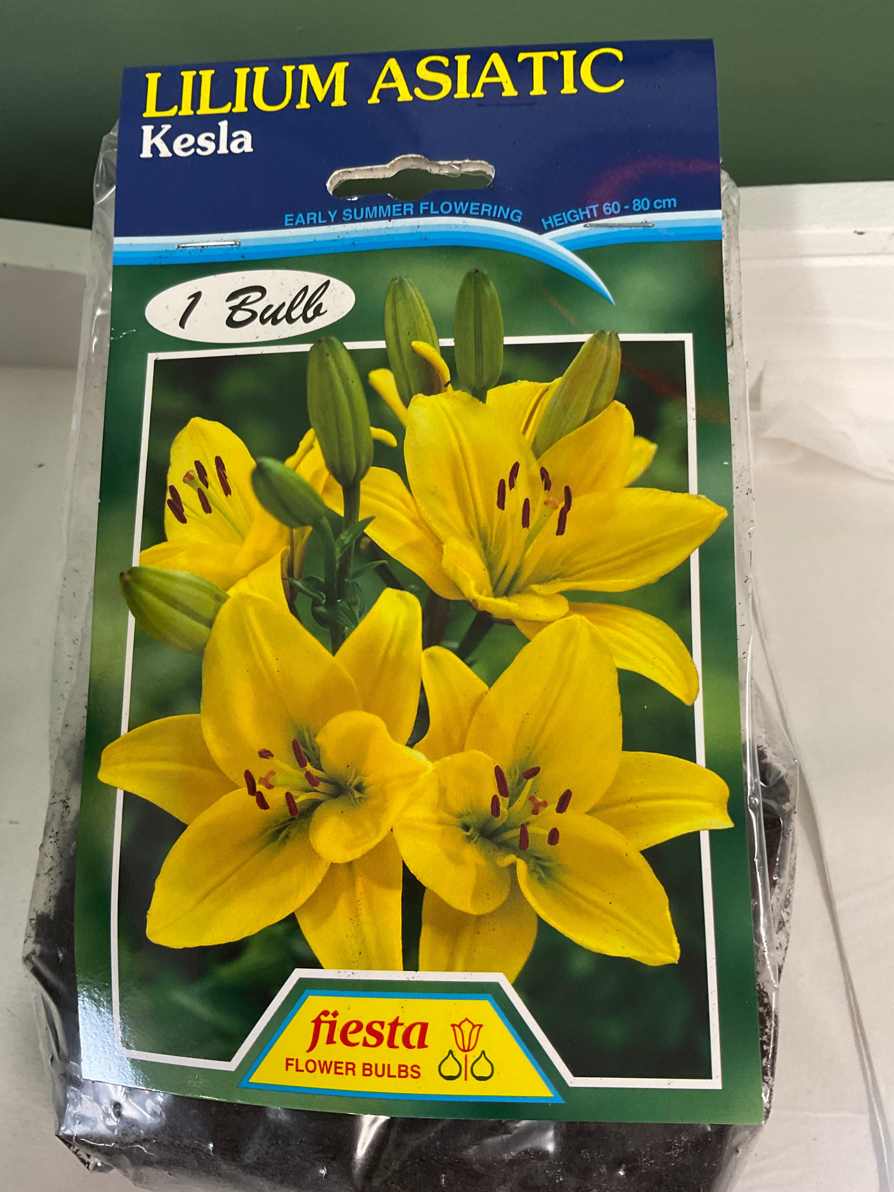 Lily - Kesla