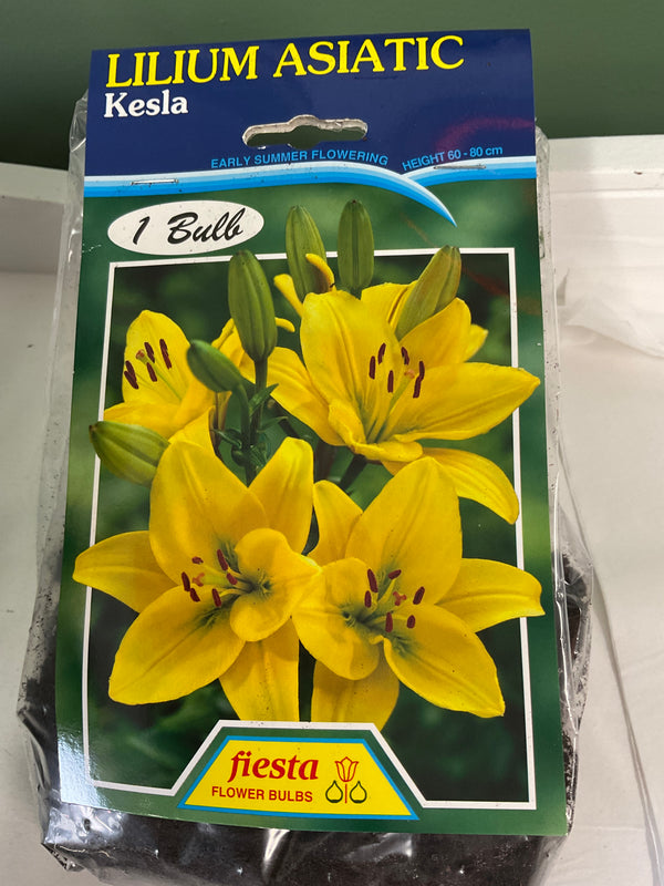 Lily - Kesla