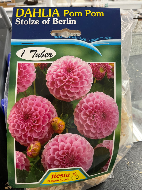 Dahlia Tuber - Stolze of Berlin