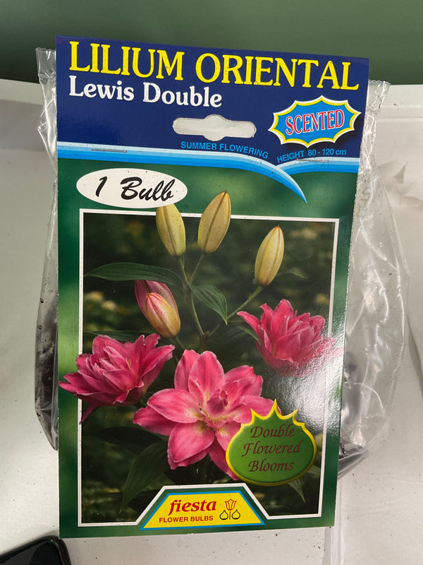Lily - Lewis Double