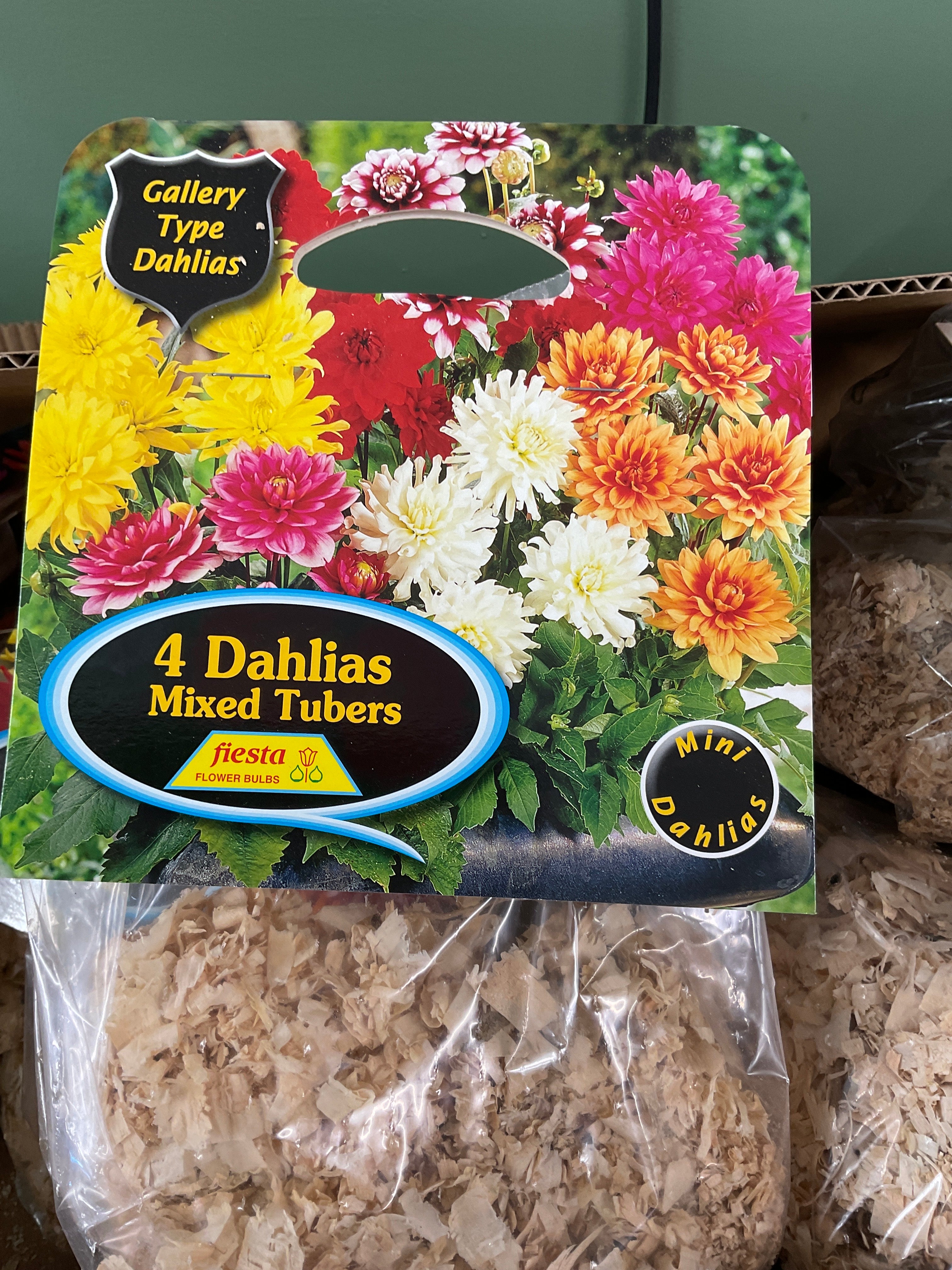 Dahlia Tuber - Gallery Mixed 4Pk