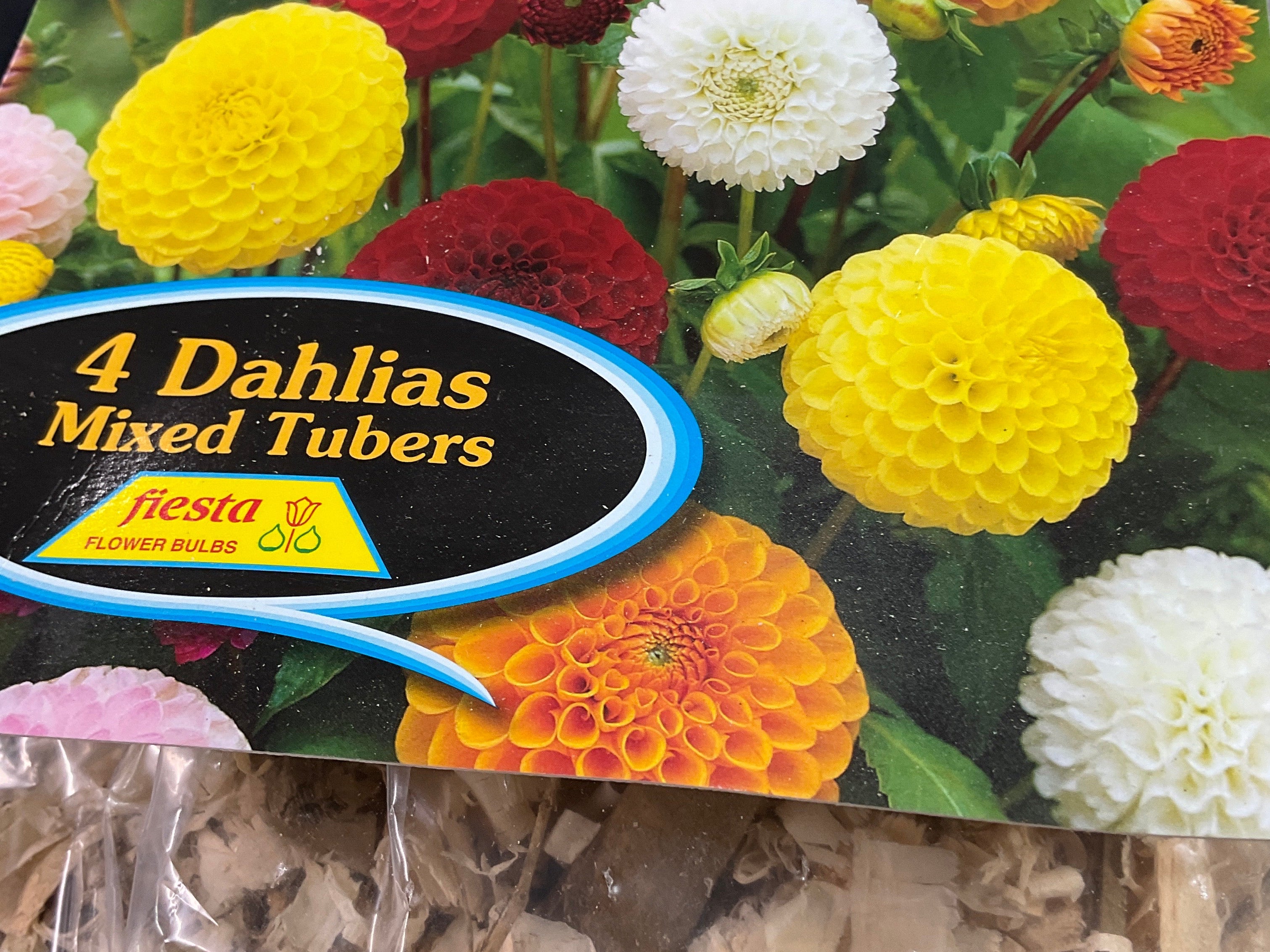 Dahlia - Ball Mixed