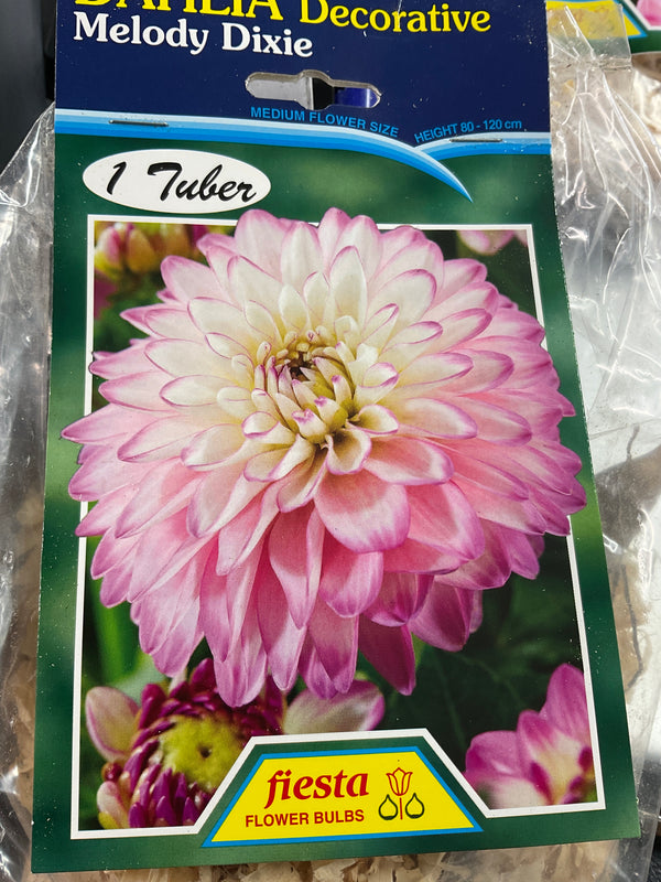 Dahlia Tuber - Melody Dixie