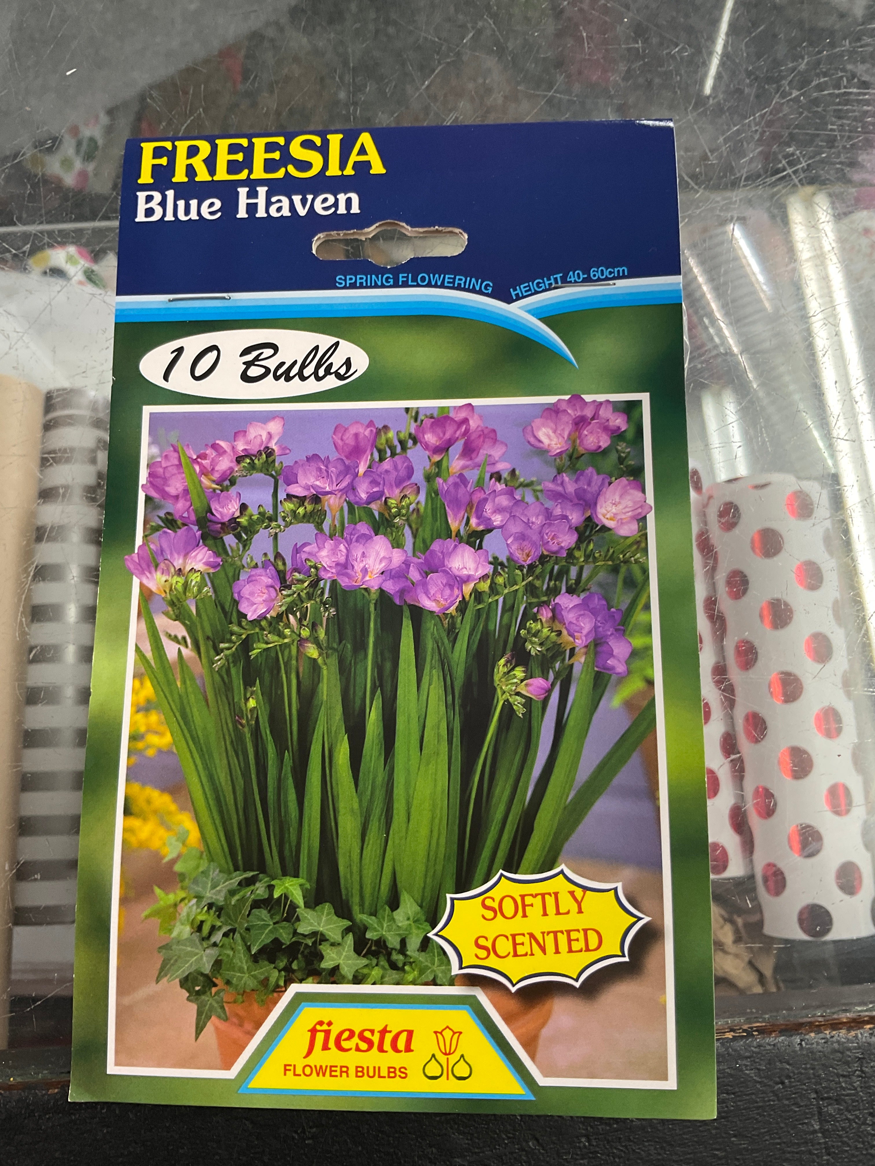 Bulb - FREESIA - Blue Haven Pk 10