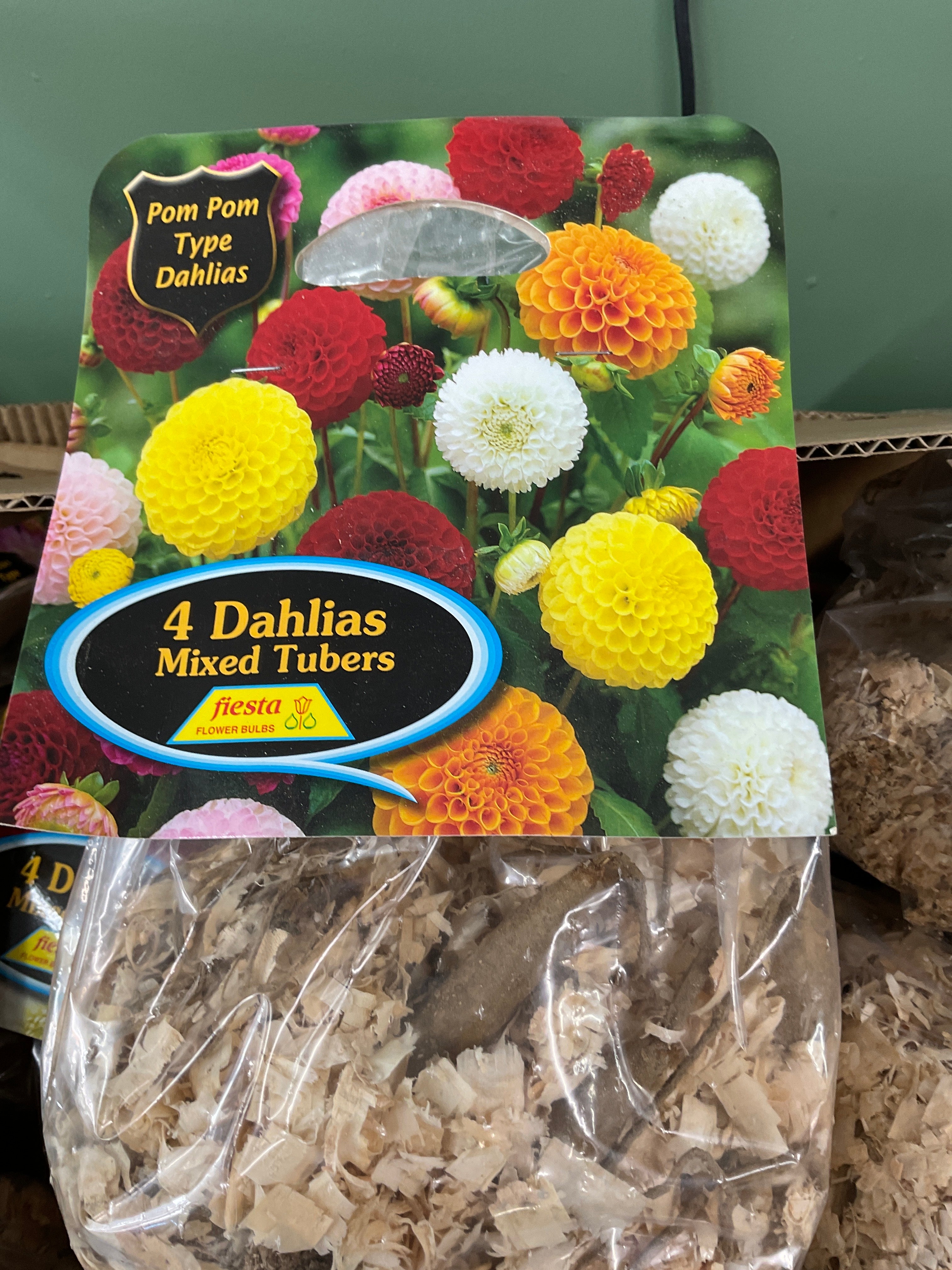 Dahlia Tuber - Pom Pom 4Pk
