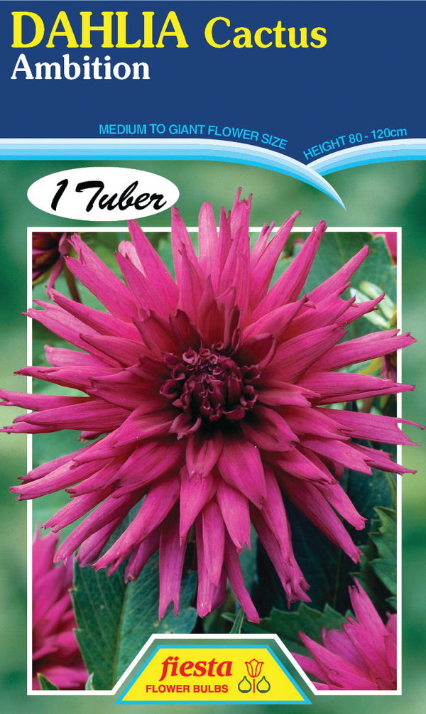 Dahlia Tuber - Ambition
