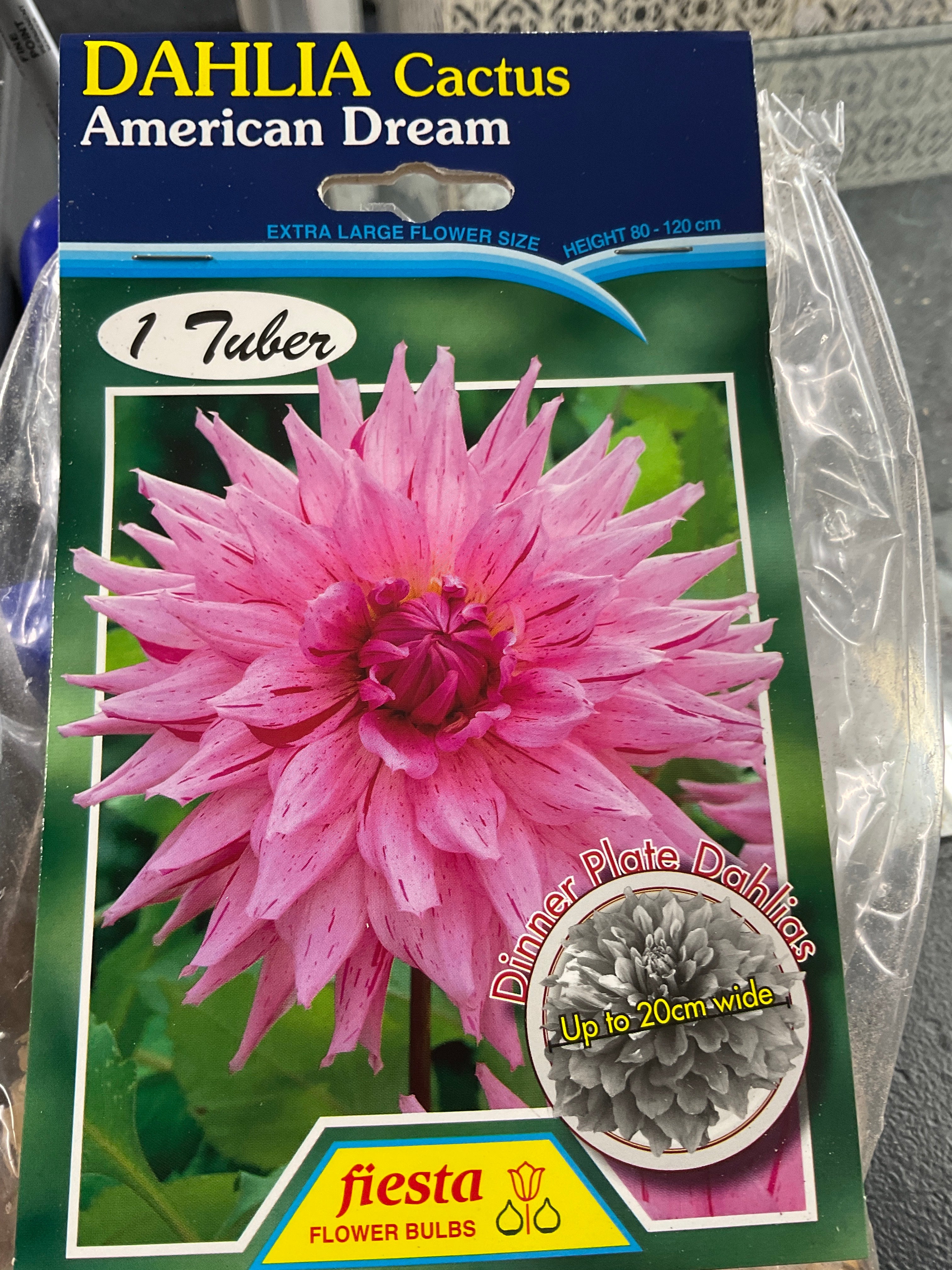 Dahlia Tuber - American Dream