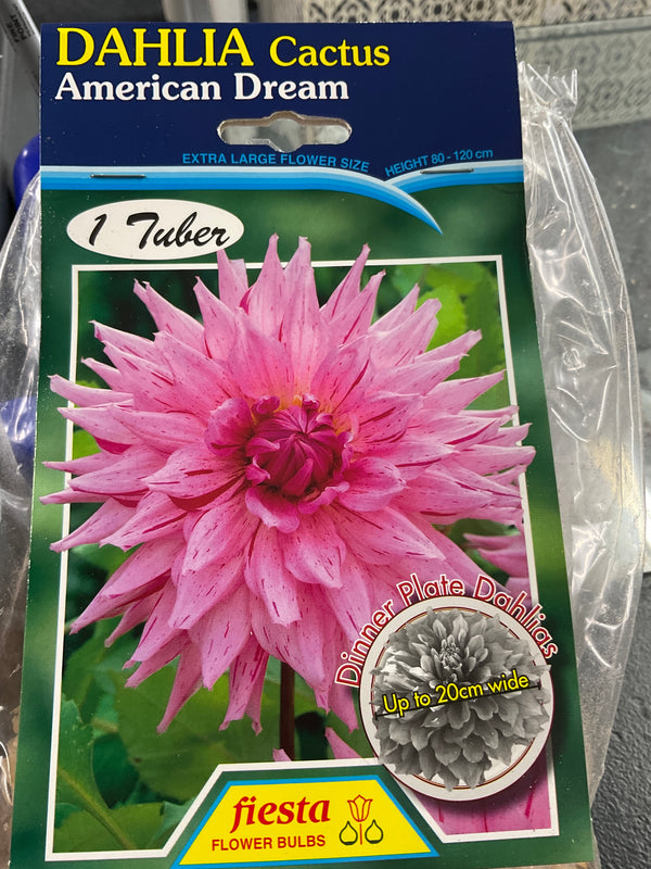 Dahlia Tuber - American Dream