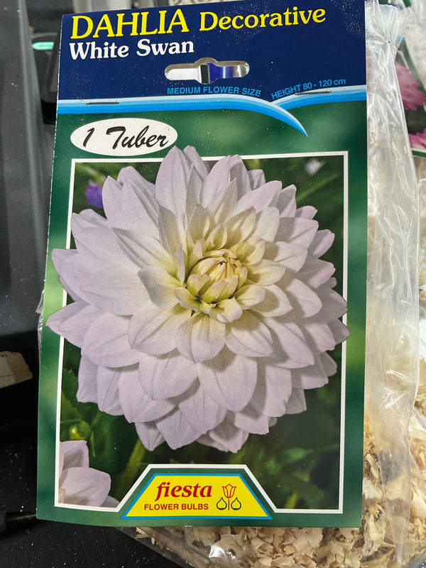 Dahlia Tuber - White Swan