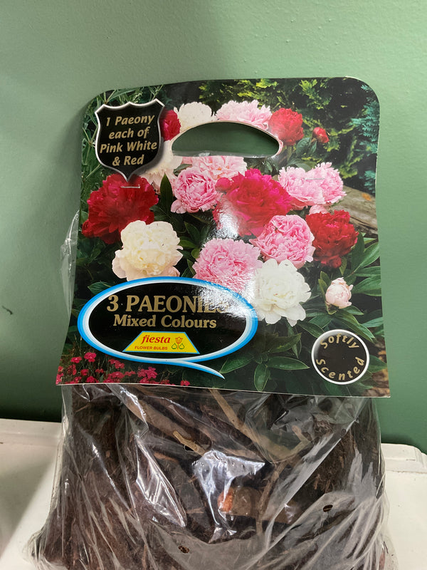 Paeony Mixed - Pack of 3