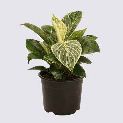 Indoor Plant - Philodendron Birkin - 14cm