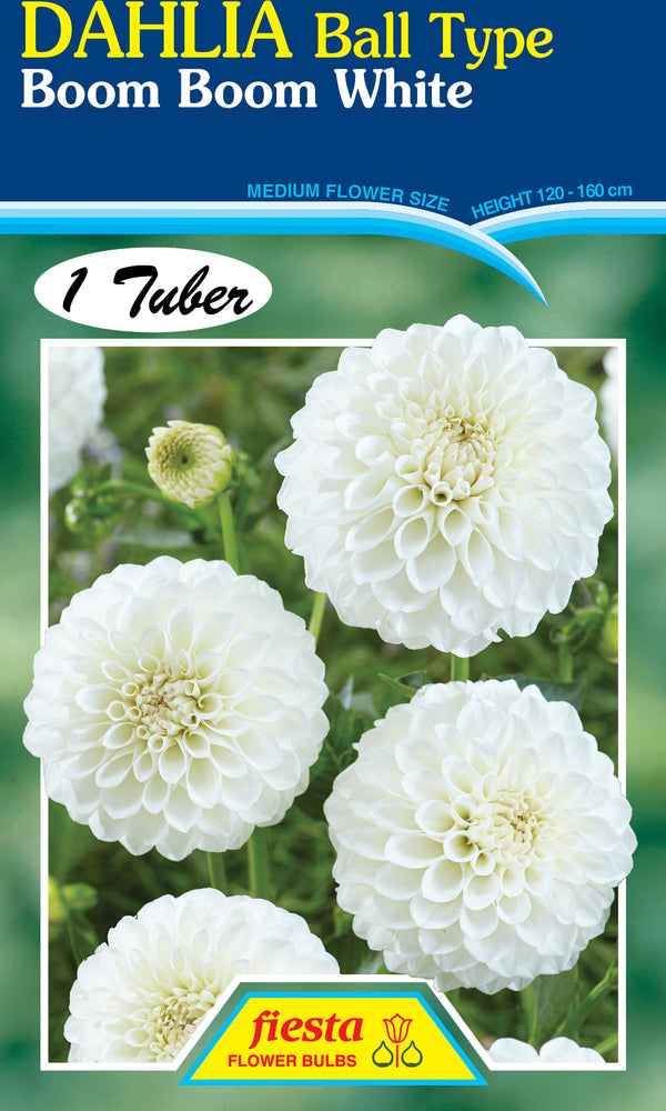 Dahlia Tuber - Boom Boom White
