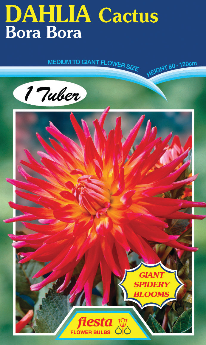 Dahlia Tuber - Bora Bora