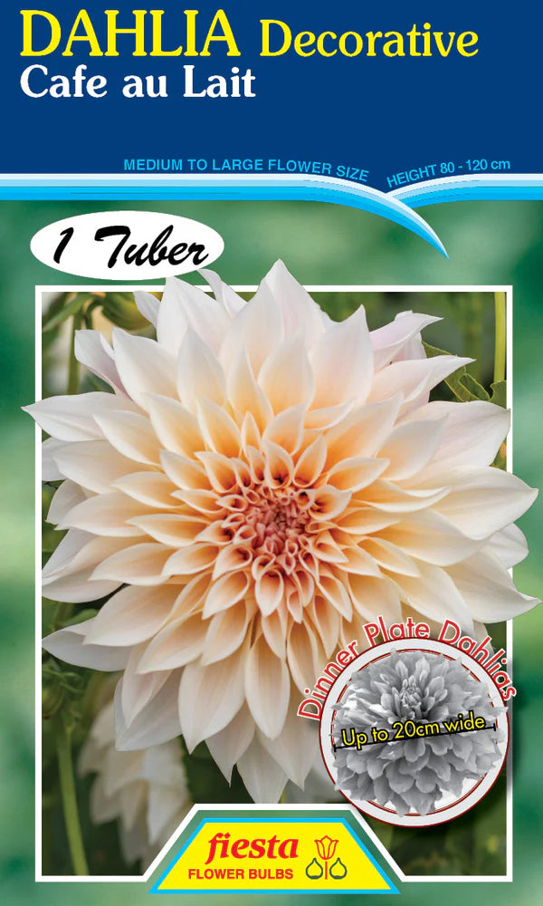 Dahlia Tuber - Cafe Au Lait