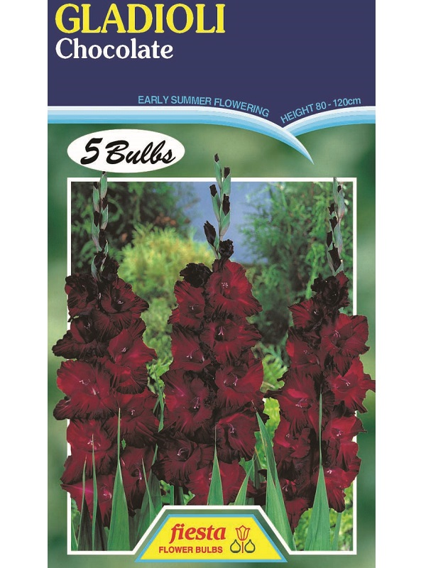 Bulb - Gladioli - Chocolate