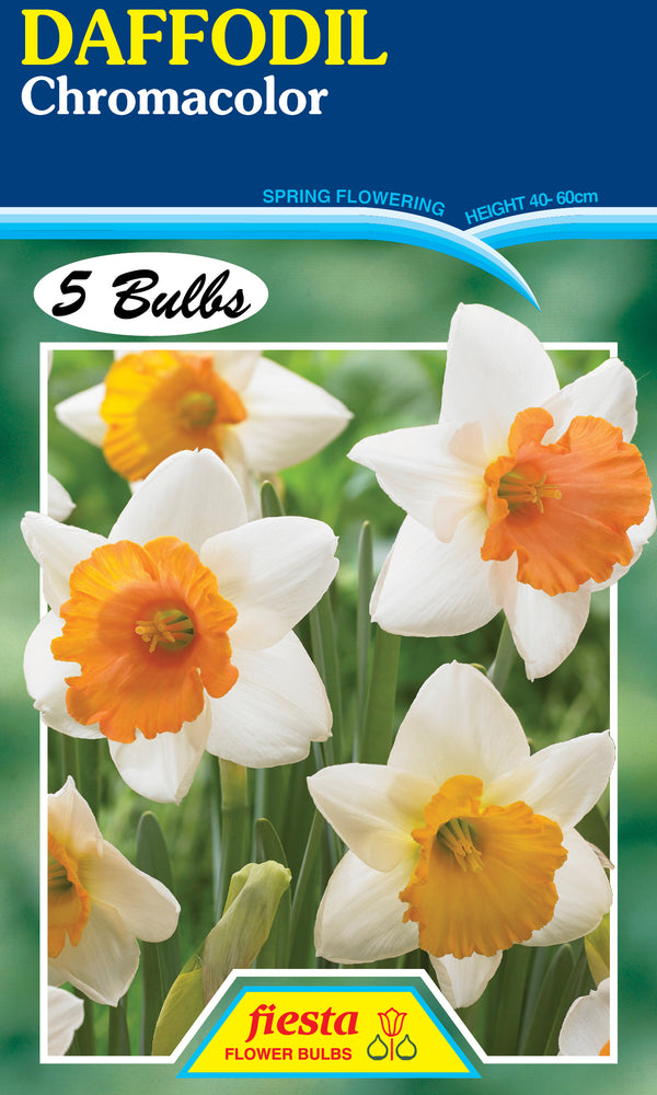 Bulb - DAFFODIL- Chromacolor