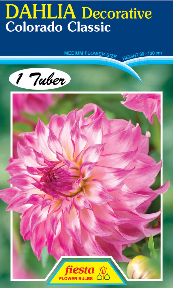 Dahlia Tuber - Colorado Classic