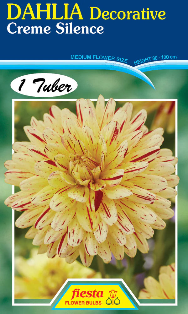 Dahlia Tuber - Creme Silence