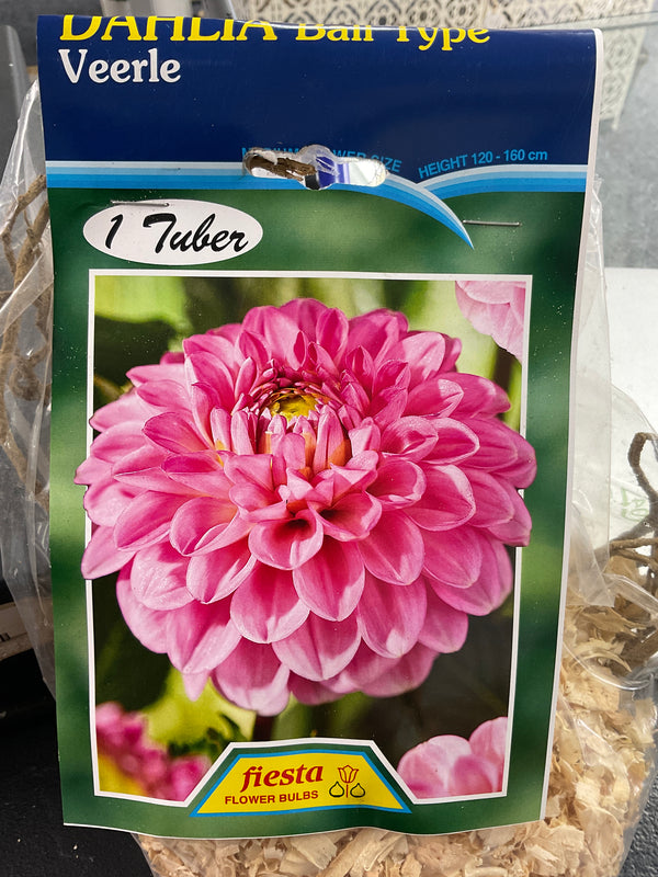 Dahlia Tuber - Veerle