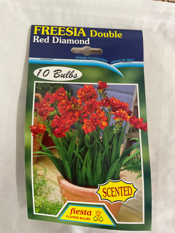 Bulb - FREESIA - Red DIamond Pk 10