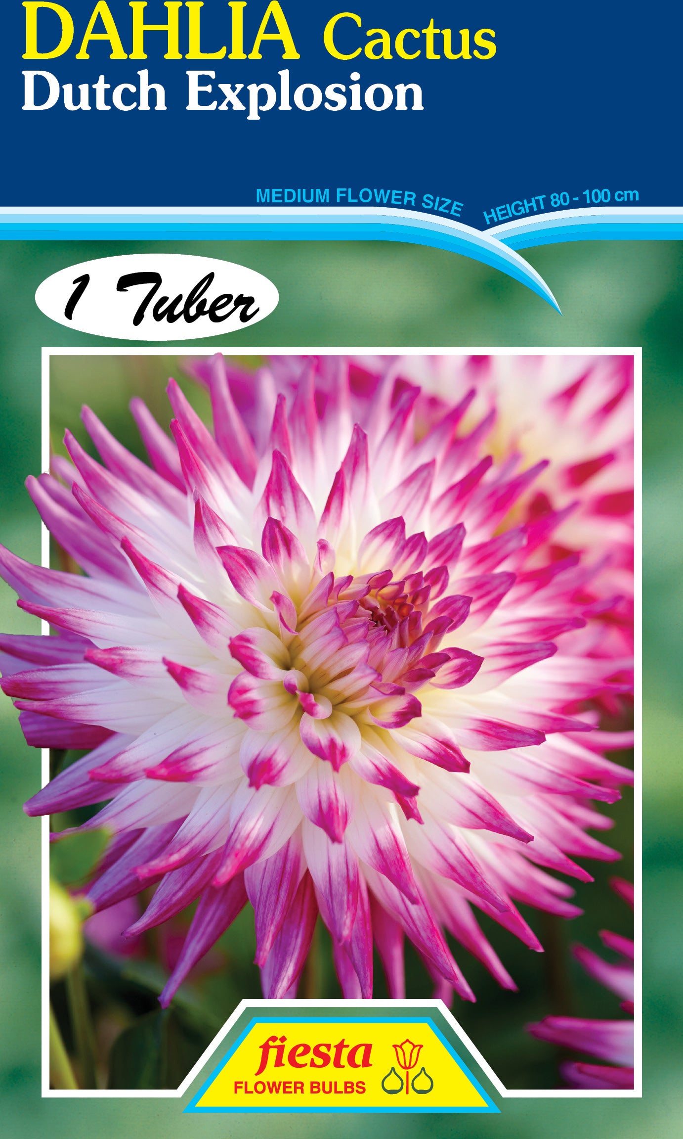 Dahlia Tuber - Dutch Explosion