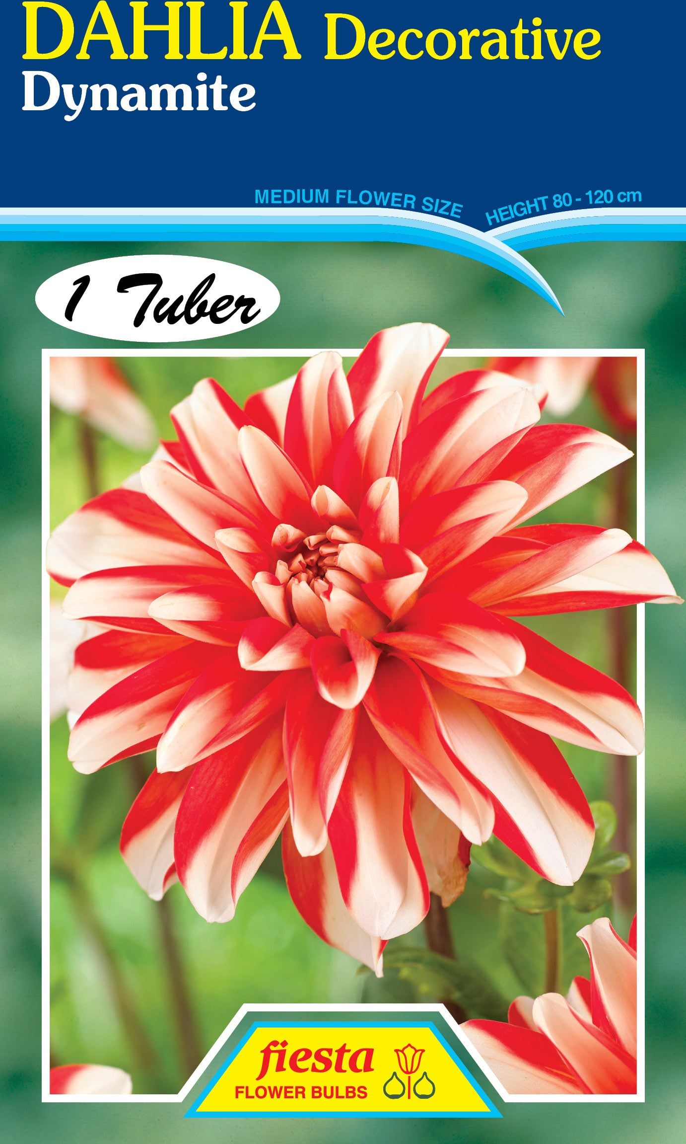 Dahlia Tuber - Dynamite