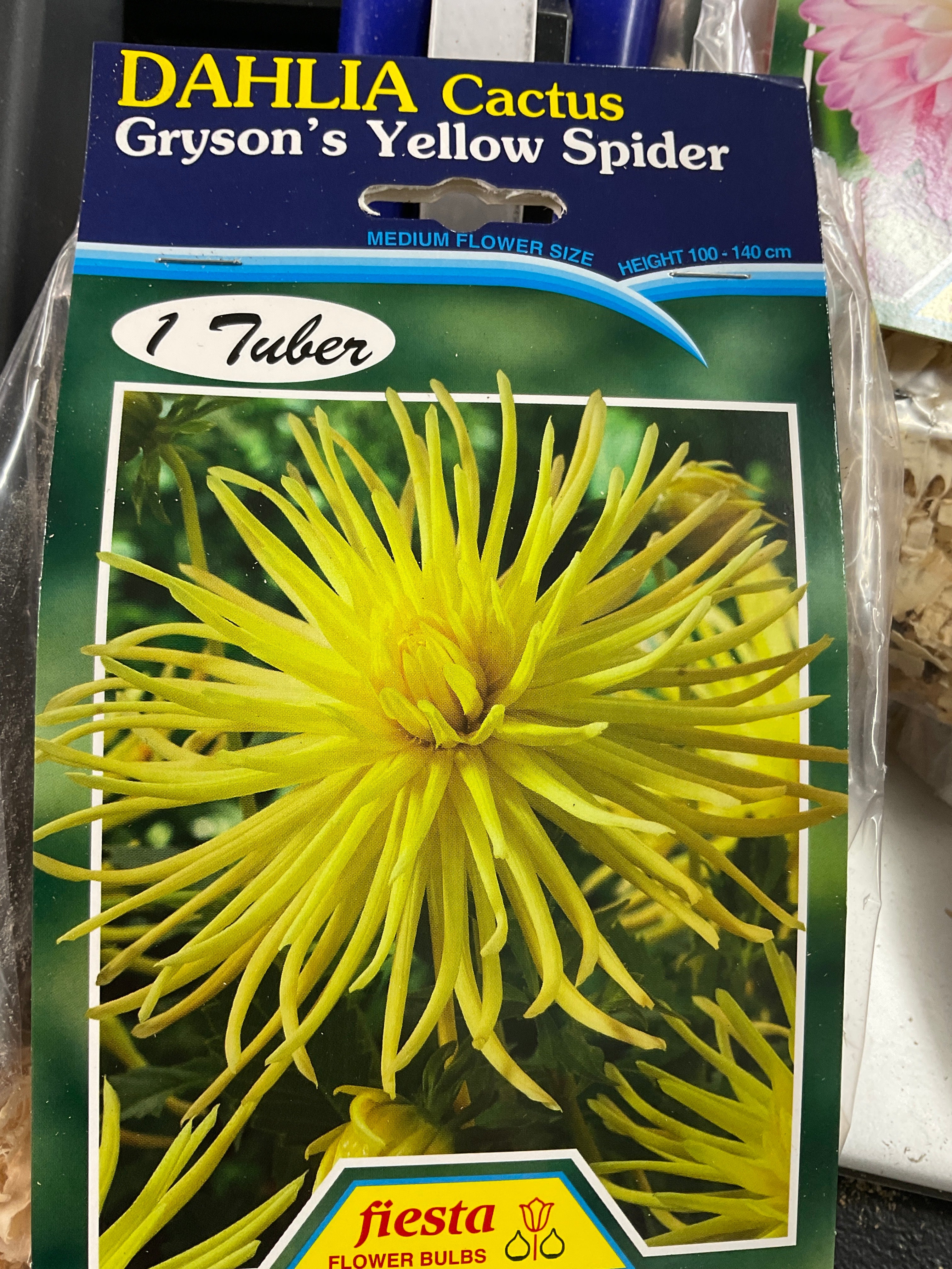 Dahlia Tuber - Gryson’s Yellow Spider